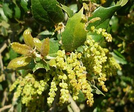 Quercus agrifolia flower